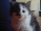 Süße reinrassige Maine-Coone-Kitten 1 Mädel u. ein Bube