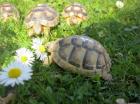 Griechische Landschildkröten Breitrandschildkröten NZ 2022