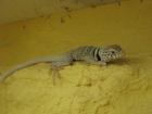 Halsbandleguan Crotaphytus Bicinctores