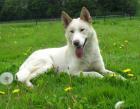 Biete Huskyrüden zum Decken an Kein Verkauf