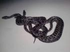 Verkaufe 3 Tigerpythons Classic