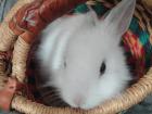 Filou 3 Monate alt männlich handzahm sucht Zuhause