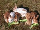 6 Farbzwergkaninchen 6 Wo. einfach schnuffig