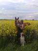 Kangal GermanischerBärenhund Welpen