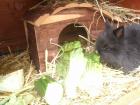 Zwerkkaninchen Löwenkopf