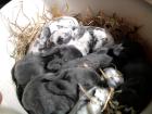 Zwergwidder mischlings babys suchen mitte mai ein neues zuhause