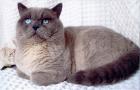 Deckkater BKH blue point reinrassig Blutgr. B