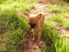 Heidi sucht ein neues liebevolles Zuhause