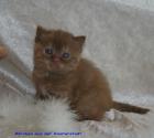 Selkirk Rex / BKH Highlander aus der Klosterstadt