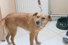 Smiley Terriermix Mädchen