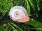 Rosa Posthornschnecken 20 Stück/5 00 Euro