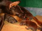 Dobermann-Welpen zu vergeben.