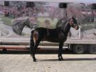 VOLUNTARIO PRE horse from Spain YEGUADA ALARCON
