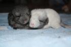 Süße Chinchillas suchen neues Zuhause