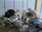4 süße zahme Ratten abzugeben