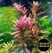 Indische Rotala Bündel Aquariumpflanzen Versand/ Abholung