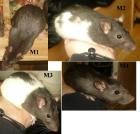 Ratten babys vom 14. 2. 2022