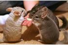 Neues Zuhause für 3 Chinchillaweibchen gesucht
