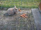 Gizmo und Kira suchen ein neues Zuhause