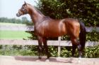 Shagya-Hengst 2021