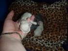 EDELMIX KATZENBABYS mit einmaliger Fellzeichnung