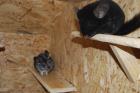 Chinchilla