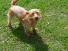 Stettinerhunde in Not kleine Hündin 2 Jahre alt