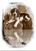 Hunde Welpe Sissi Beael