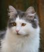 Tina Maine Coon Mädchen