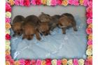 Süsse Chihuahua Welpen