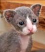 LaPerm schöne wesensfeste Kitten anzubieten