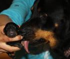 Juchuuuu unsere Kinder der Liebe sind da Rottweilerbabys