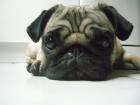 Mops Deckrüde in Stuttgart gesucht