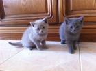 Reinrassige BKH Kitten