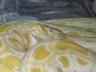 Zoo Reptilien -Center - Chris - immer TOP- ANGEBOTE an Reptilien Vogelspinne