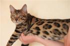 Bengalkatzen Bengalkatze Bengalen
