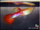 Guppys in vielen Farbvarianten Stk. 1 40 mit Rabatten