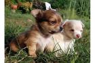 Reinrassige Chihuahuawelpen 3 Rüden 3 Weibchen LH