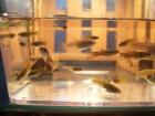 Biete Endler-Guppys Teichmuscheln Sri Lanka Garnelen Muschelblumen Apfelschnecke