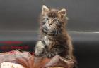 Klassic Maine Coon Kitten-super