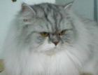 Zauberhafte Perserdame in Silver-Tabby