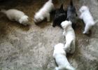 Westie suchen ein neues zu Hause