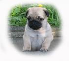 VDH FCI Mopswelpen Mops beige gesund freiatmend rassetypisch
