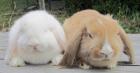 Kaninchenbabys rein NHD suchen neues Zuhause