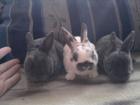 Rex Zwerg Kaninchen Babys.