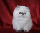 Perser kitten