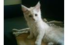 Reinrassiges Maine Coon Kitten ohne Stammbaum