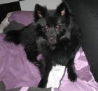 Kleiner Hund sucht dringend eine Bleibe für 3 Monate