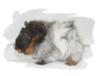 Rosettenmeerschweinchen reinrassig in rot rotschimmel buntschimmel und brindle