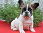 Typvolle SuperSüsse Reinrassige Französisch Bulldogge in Liebevolle
